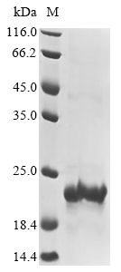 Rat TGF beta Receptor 2 protein