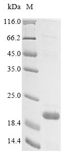 Human TMEM132A protein
