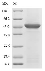 Human TNFRSF1B protein