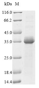 Mouse Cystatin C protein