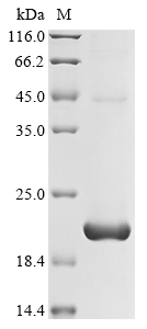 Human TRBC1 protein