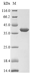 Mouse Upk2 protein