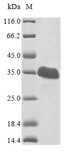 Human VHL protein