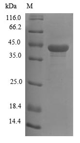 Mouse Wnt3 protein