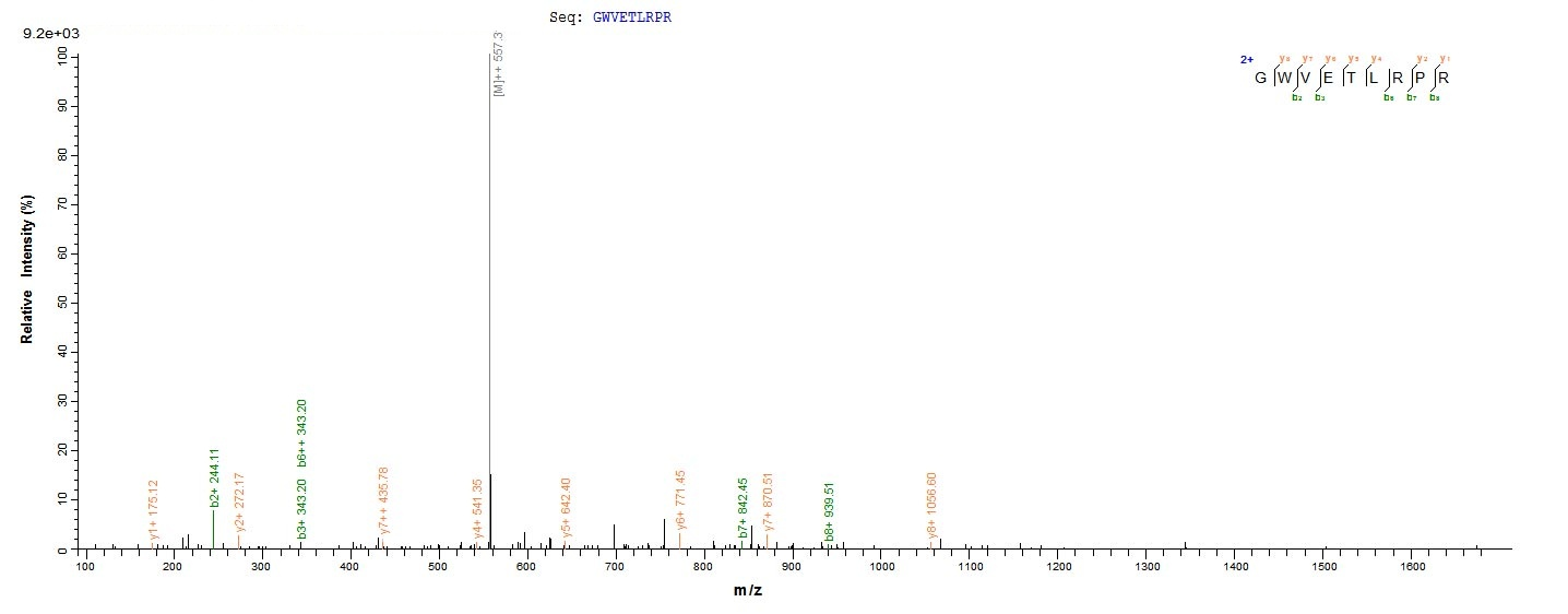 Human WNT3A protein