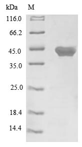 Mouse Wnt3a protein