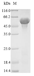 Bacteria Lachnospiraceae bacterium A4 Flagellin protein
