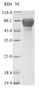 E. coli fliC protein