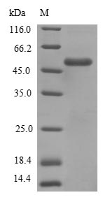 Virus fljB protein