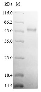 Virus fljB protein
