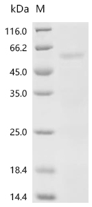 E. coli fliC protein