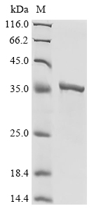 Virus TOP1 protein