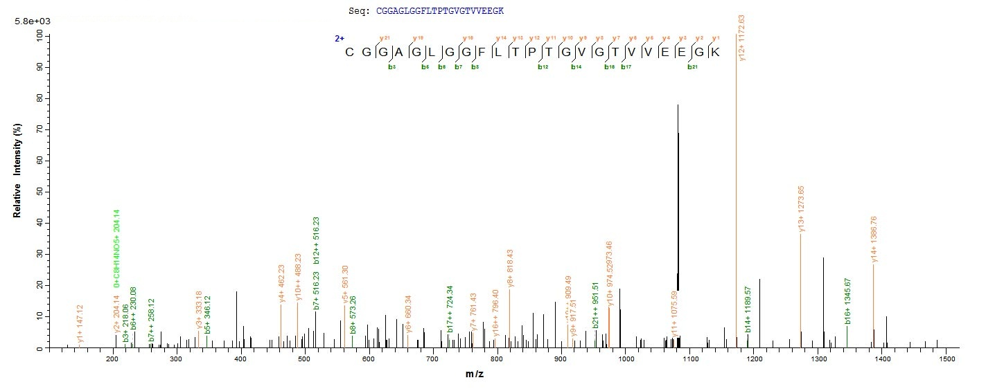 E. coli atoD protein