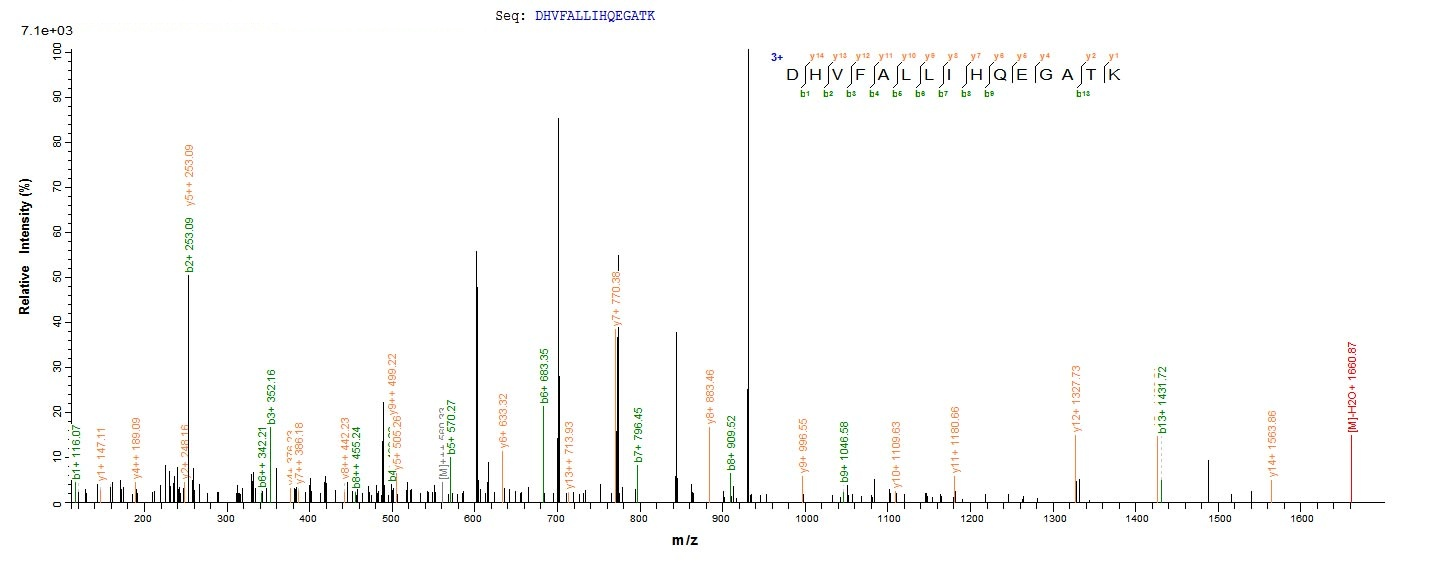 Fungi Lentinula edodes Serine protease inhibitor protein