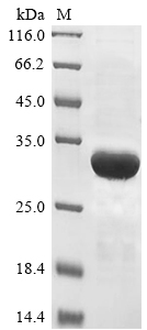 Fungi Lentinula edodes Serine protease inhibitor protein