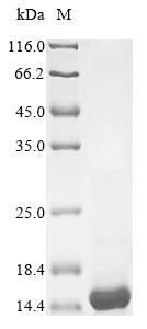Bacteria Nostoc ellipsosporum Cyanovirin-N protein