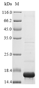 Plant sodB protein