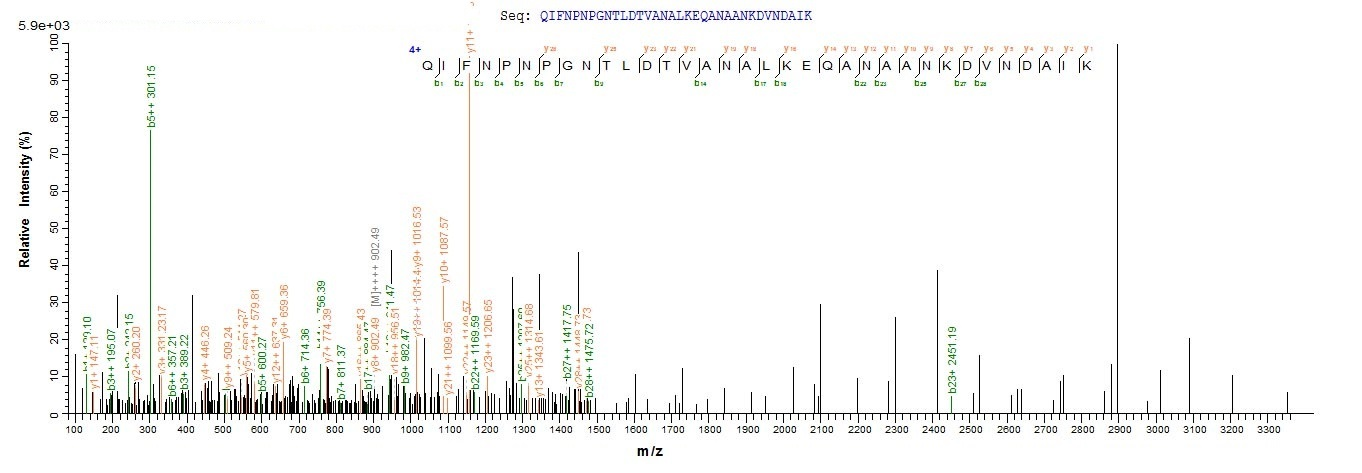 Bacteria pscF protein