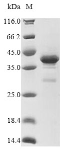 Virus HBZ protein