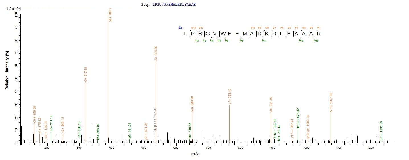 Virus G protein