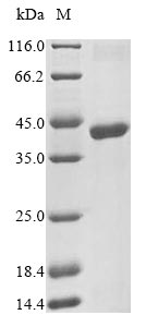 Virus gB protein