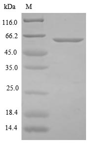 Bacteria botB protein
