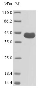Bacteria oprF protein