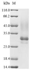 Plant Synsepalum dulcificum Miraculin protein
