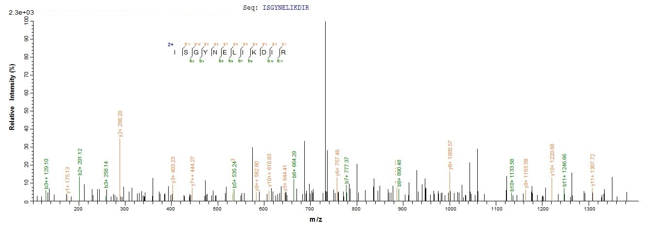 Bacteria dsbA protein