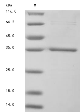 Bacteria Moraxella bovis Fimbrial protein 1 protein