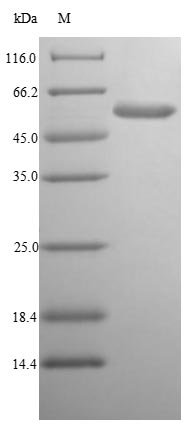 Virus vvhA protein