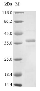 Virus G protein