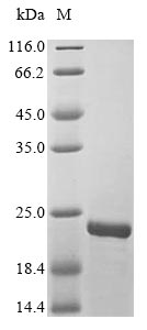 Virus A27L protein