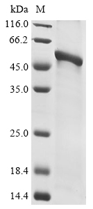 Virus G protein