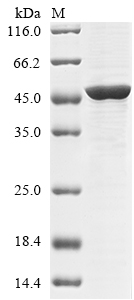 Virus G protein