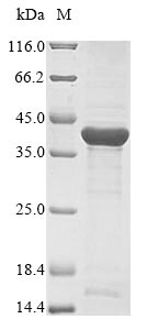 Bacteria porB protein