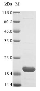 E. coli traY protein
