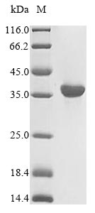 Human HLA-A protein