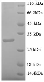 Virus Streptomyces avidinii Streptavidin protein