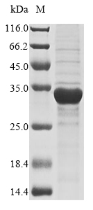 Plant Loxosceles intermedia Phospholipase D LiSicTox-alphaIA1a protein