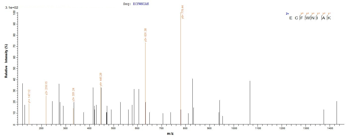 Bacteria tmpB protein