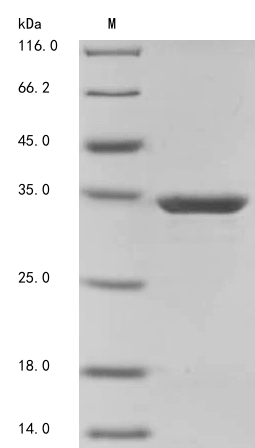 Virus GSP1 protein