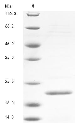 Plant XERO1 protein