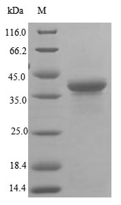 Human BAG6 protein