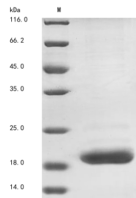 Bovine CATHL6 protein