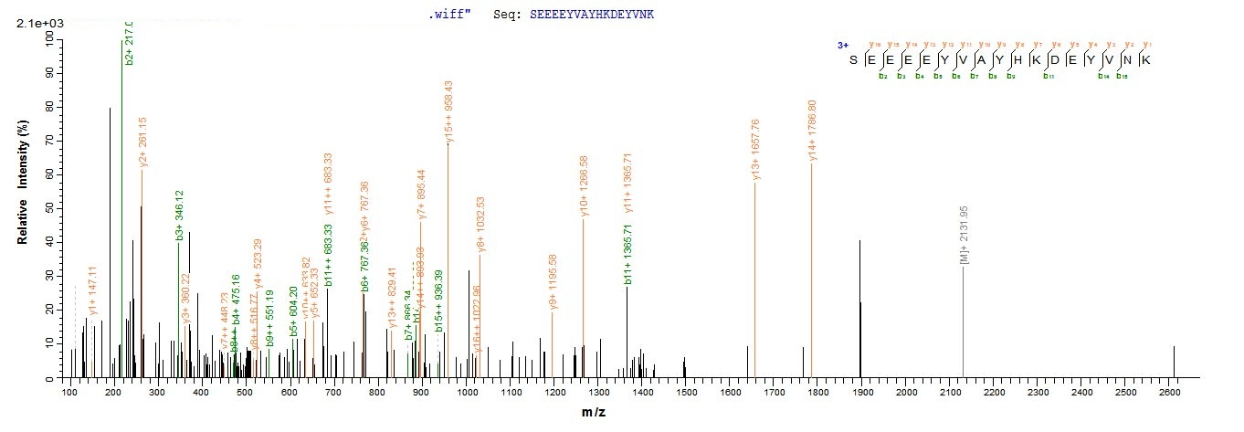 Virus gB protein