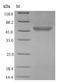 E. coli ompT protein