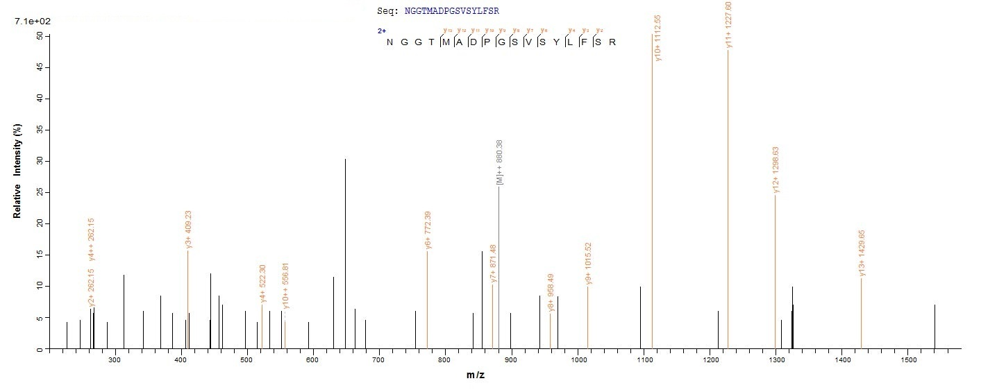 Bacteria MAP_1030 protein
