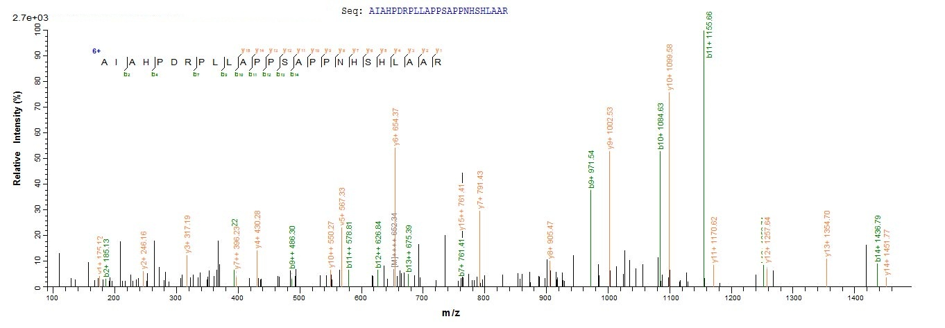 Virus US12 protein