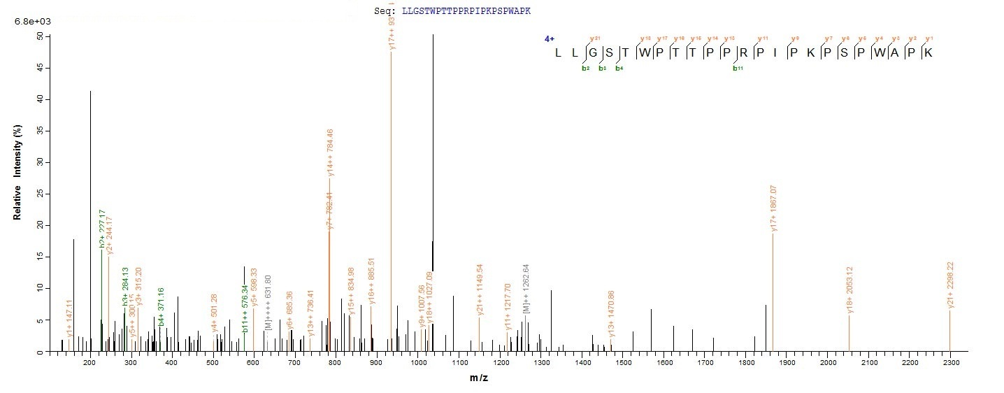 Virus E4 protein